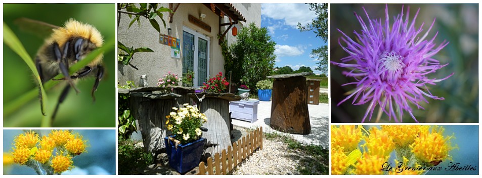 11221701_415973358595671_2545902486744785807_n